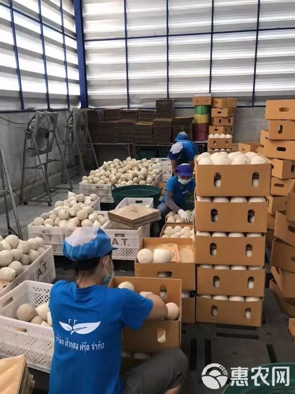 一椰知天下 探寻泰国香水椰青之美从昆明起步